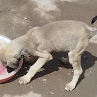 واگذاری توله سگ سرابی ماده. هردو ماده