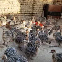 فروش جوجه شترمرغ|حیوانات مزرعه|شریف‌آباد, |دیوار