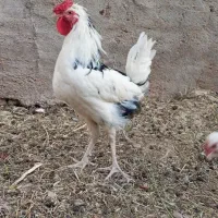 خروس گلین|حیوانات مزرعه|دلیجان, |دیوار