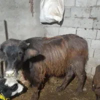 کلچه ۹ ماهه