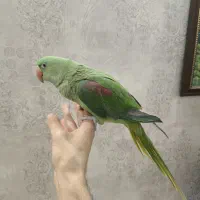 شاه طوطی رام و دستی