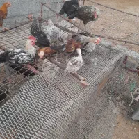 فروش جوجه محلی