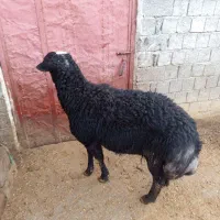 قوچ قره قزیل|حیوانات مزرعه|نقده, |دیوار