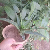 مقاوم وخانگی