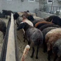 فروش میش داشتی|حیوانات مزرعه|مهدی شهر, |دیوار