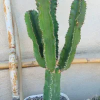 گل افوربیا اینجنس