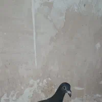 کفتر