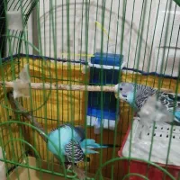 فروش جفت مرغ عشق جوان و سالم|پرنده|تهران, اوقاف|دیوار