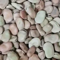 باقاله ایج استهبان فسا