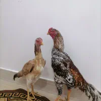 خروس ومرغ اوشامو
