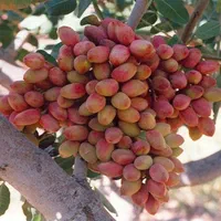 نهال پسته اکبری نایلکسی