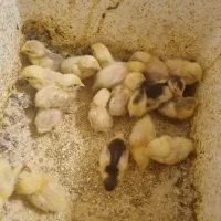 جوجه بلدرچین مینیاتوری