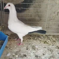 کفتر پرنده کبوتر دم سیاه سینه سرخ