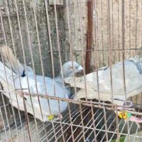 کبوتر خطی|پرنده|شیراز, ریاستی|دیوار