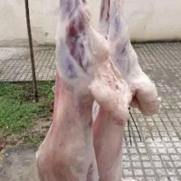 قصاب سیار شبانه روزی ذبح گوسفند ،کهره و بره