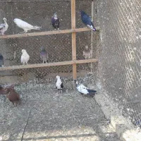 فروش کفتر