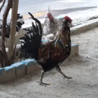 خروس چهل تاج گلین|حیوانات مزرعه|جاجرود, |دیوار