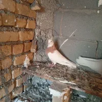 جفت زرده به شرت ا معاوضه با کله دم سبز هم دارم|پرنده|کبودرآهنگ, |دیوار