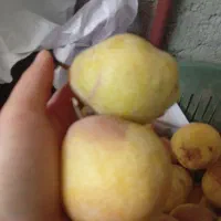 گلابی|خوردنی و آشامیدنی|گلبهار, نوبهار|دیوار