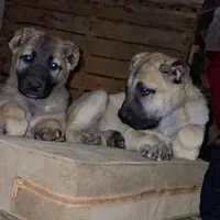 توله سرابی ماده