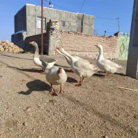 غاز و مرغابی اسرائیلی