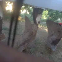 گاوآهن|ابزارآلات|سقز, |دیوار