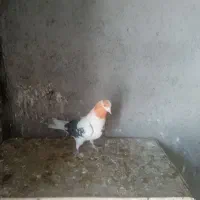 کفتر جوحه کشی|پرنده|پاکدشت, پاکدشت (مامازند)|دیوار