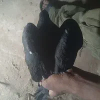 کفتر