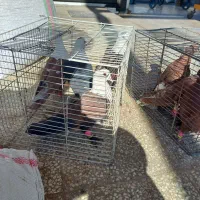 ۱۱ تا رنگه زده خوردی|پرنده|تربتحیدریه, پائین ولایت|دیوار