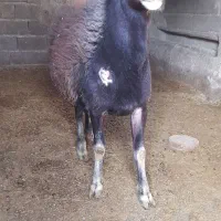 قوچ دونیم ساله دوقلوزا|حیوانات مزرعه|قلقل رود, |دیوار