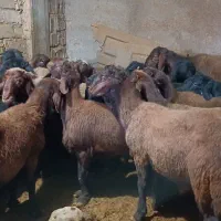 بیست عددگوسفندنر