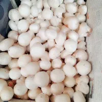 قارچ|خوردنی و آشامیدنی|محمدیار, |دیوار