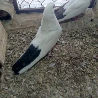 دمبی|پرنده|میانه, |دیوار