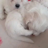 تریر بازیگوش|سگ|تبریز, |دیوار