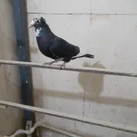 سیاه پلنگ .. لایی مگس پلنگ .. نر سینه سیاه