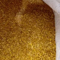 گندم مرغوب زاگرس|عمده‌فروشی|کوهنانی, |دیوار