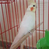 عروس هلندی کشیده دستی درجه۱ ماده