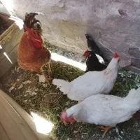 حیوانات