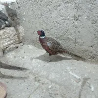 مرغ و خروس زینتی|حیوانات مزرعه|تهران, هفده شهریور|دیوار