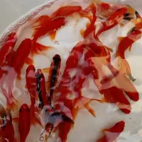 ماهی قرمز گلدفیش