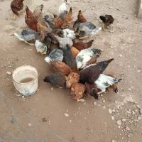 مرغ های واکسن زده شده