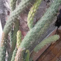 گل کاکتوس