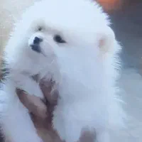 توله پامرانین نر خرسی اصیل ۲ماهه|سگ|کرمانشاه, |دیوار