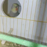 عروس هلندی|پرنده|ایرانشهر, |دیوار