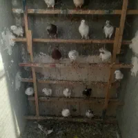 کبوتر تیر ماهی غریبگیری