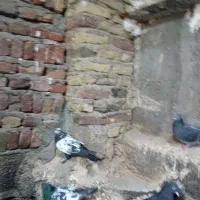 کبوتر پرشی اویناخ|پرنده|خسروشاه, |دیوار