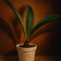 گل وگیاه|گل و گیاه طبیعی|تهران, تهرانسر مرکزی|دیوار