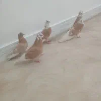 کفتر خوشگل|پرنده|نقده, |دیوار