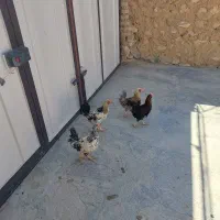 مرغ و خروس نژاد دار|حیوانات مزرعه|قروه, |دیوار