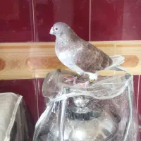 جوگی سرخ